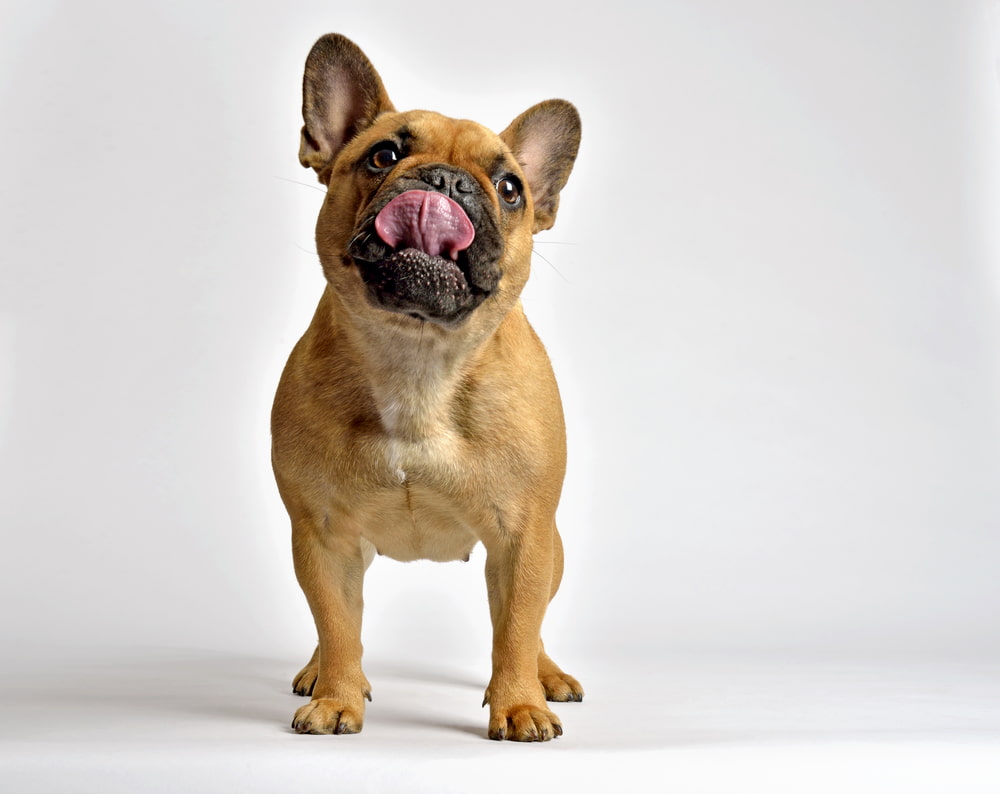 Frenchie dog licking lips