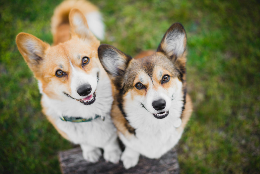 How to Introduce Dogs: Tips to Follow