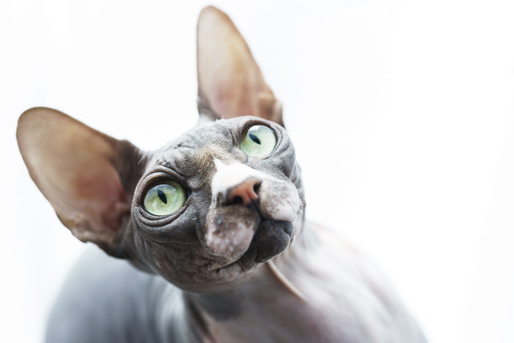 Sphynx cat with big green eyes