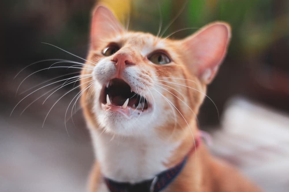 Cat with mouth wide open