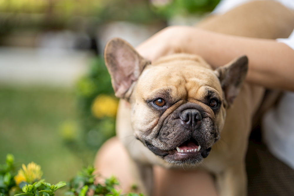 French bulldog being loved by pet parent