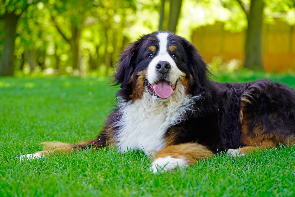Adult Bernese Mountain Dog lying in grass