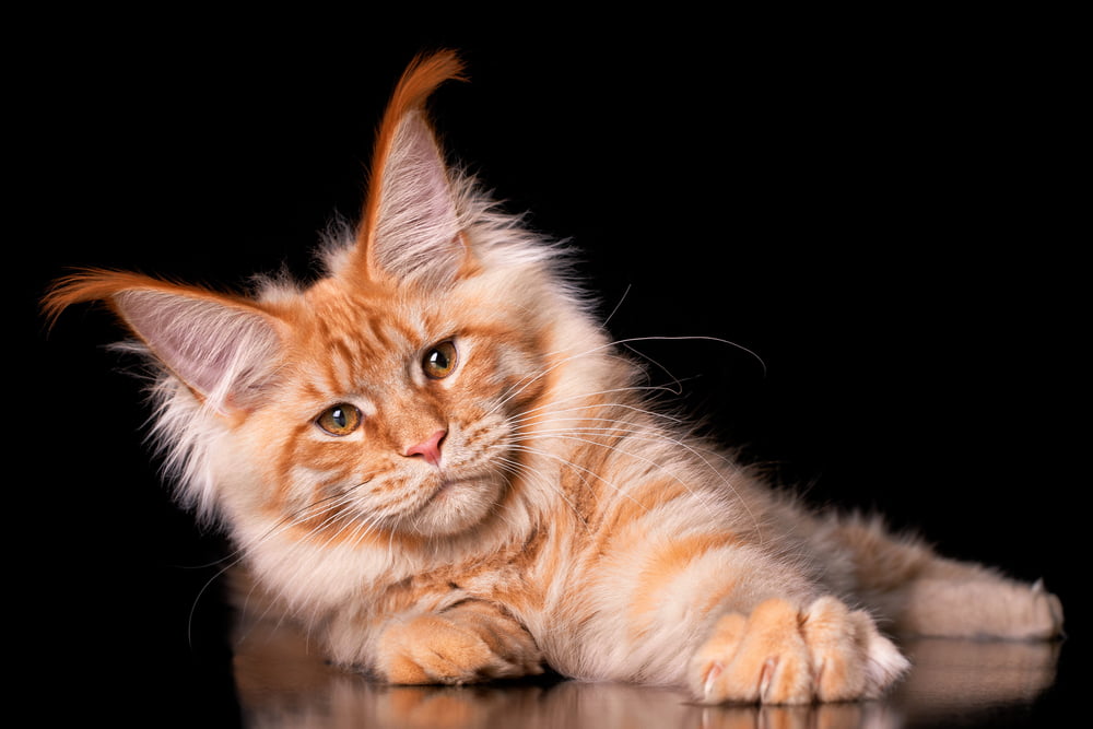 Ginger colored Maine Coon kitten