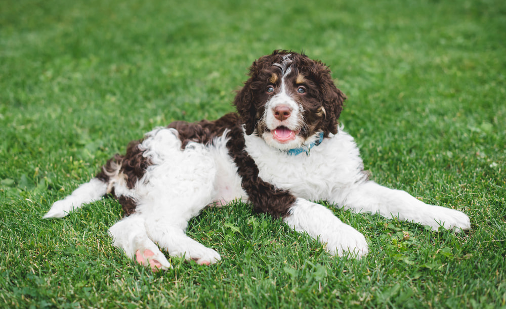 Brown and white Bernedoodle in grass