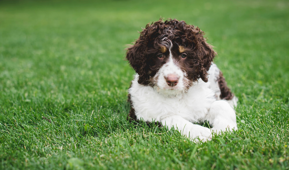 Brown and white Bernedoodles dog outside
