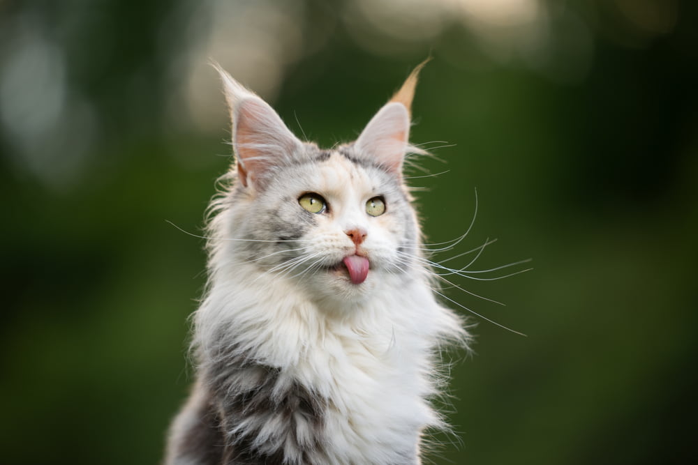 Funny Maine Coon cat sticking tongue out