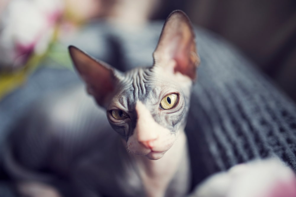 Sphynx cat with yellow eyes