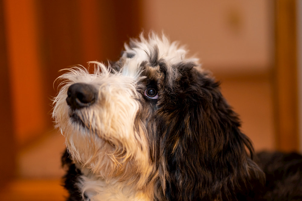 Bernedoodle dog looking up