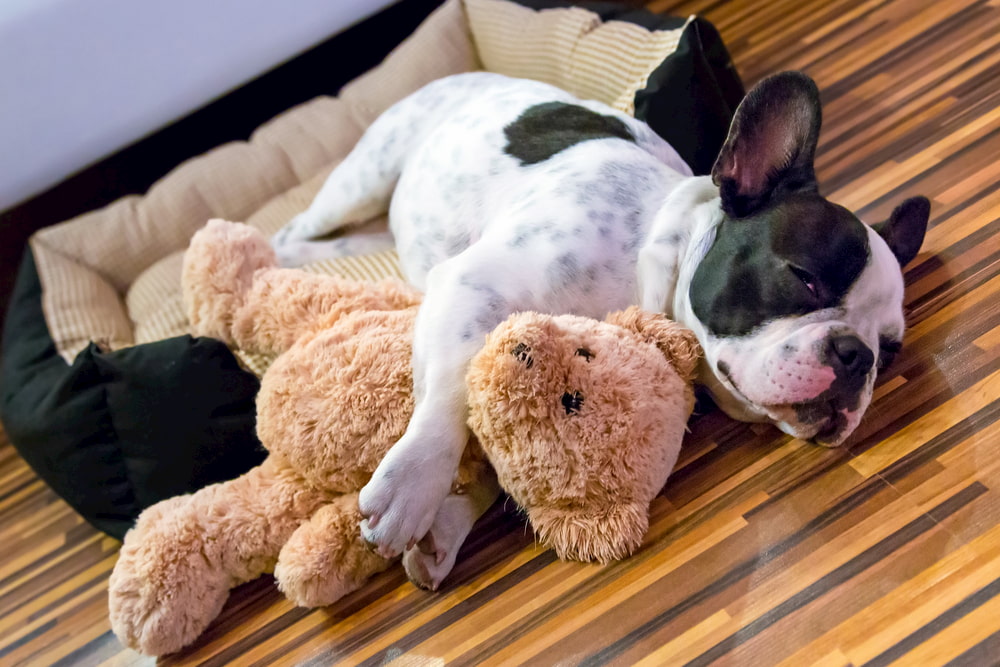 Picture of French Bulldog sleeping