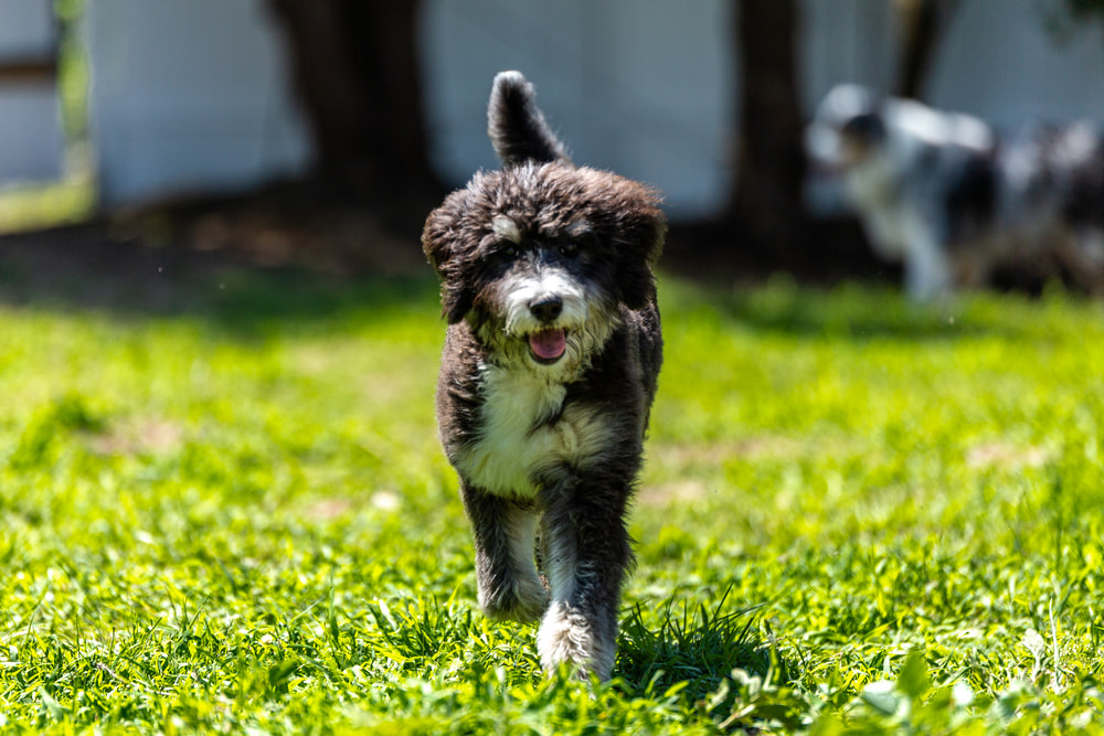 Cute Bernedoodles running outside