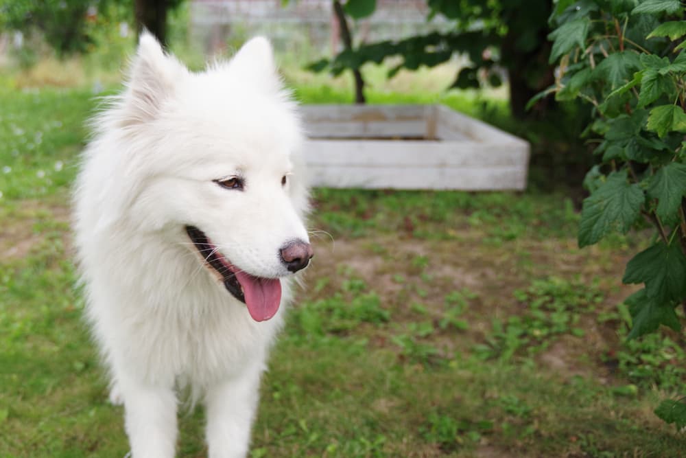 Samoyed walking in a garden