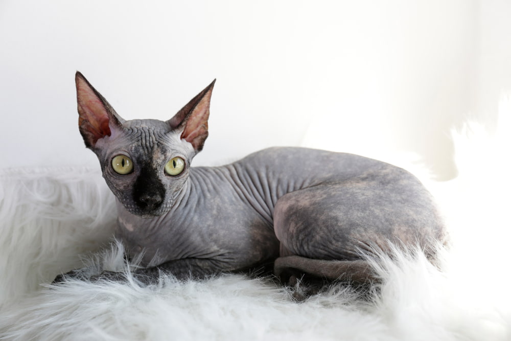 Silver Sphynx cat on fur throw