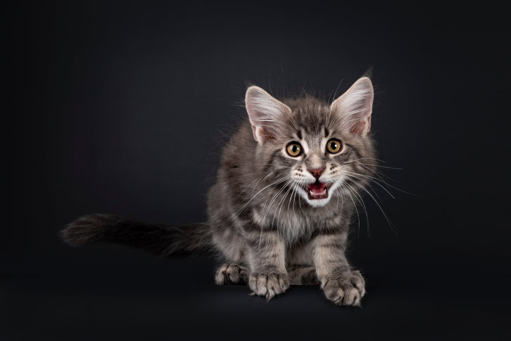 Maine Coon kitten meowing