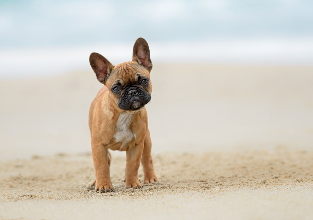 French bulldog puppy on beach