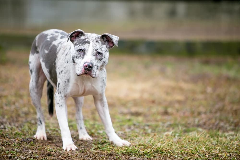 Dog standing with tail between legs