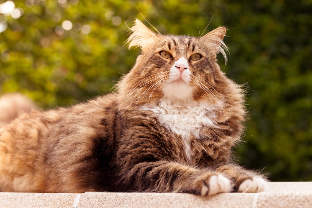 Sweet Maine Coon cat lounging outside