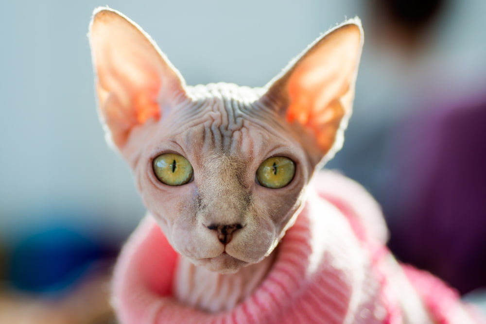 Sphynx cat in pink sweater