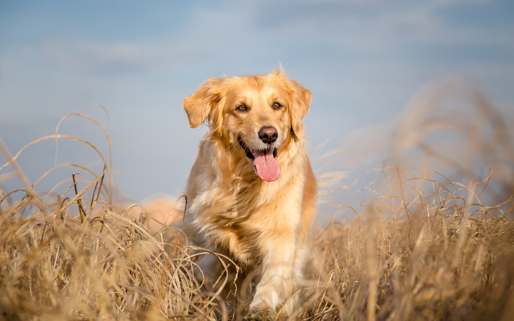 Golden Retriever running through field