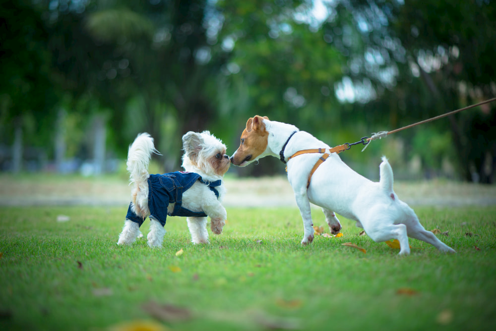 Jack Russell pulling on leash