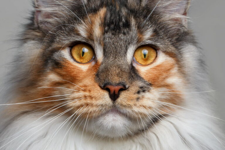 Closeup of ginger Maine Coon