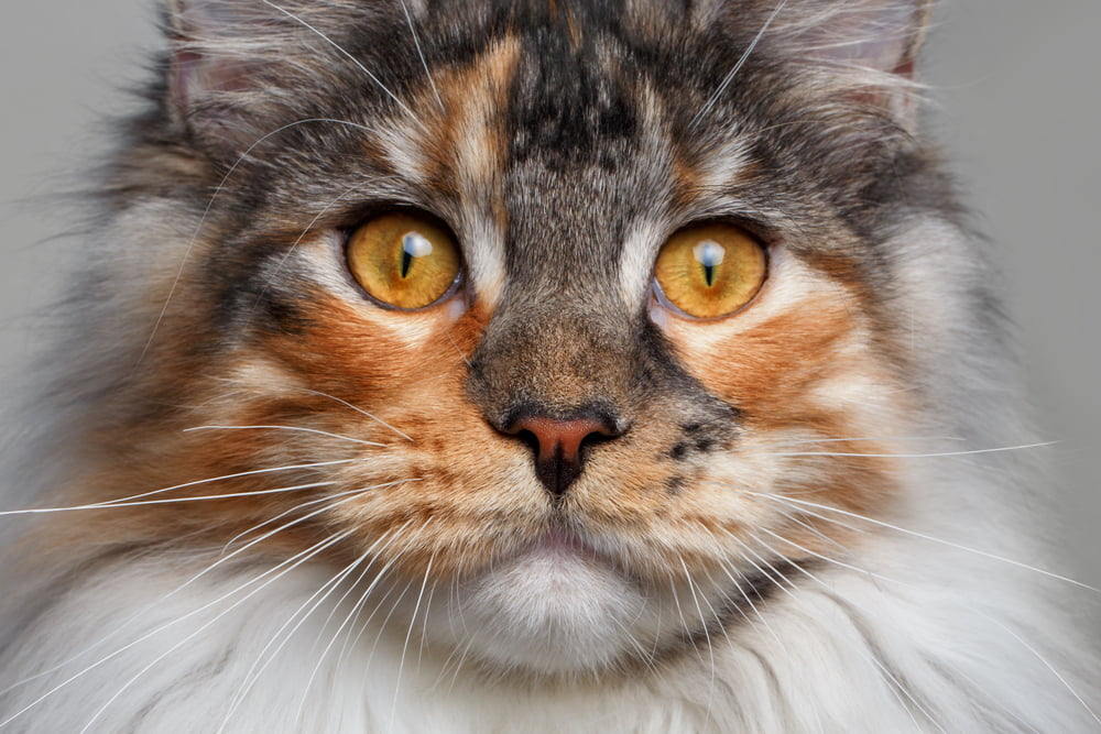 Maine Coon