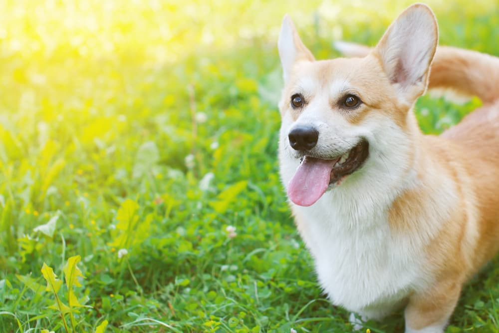 Happy corgi dog standing outside in the sun