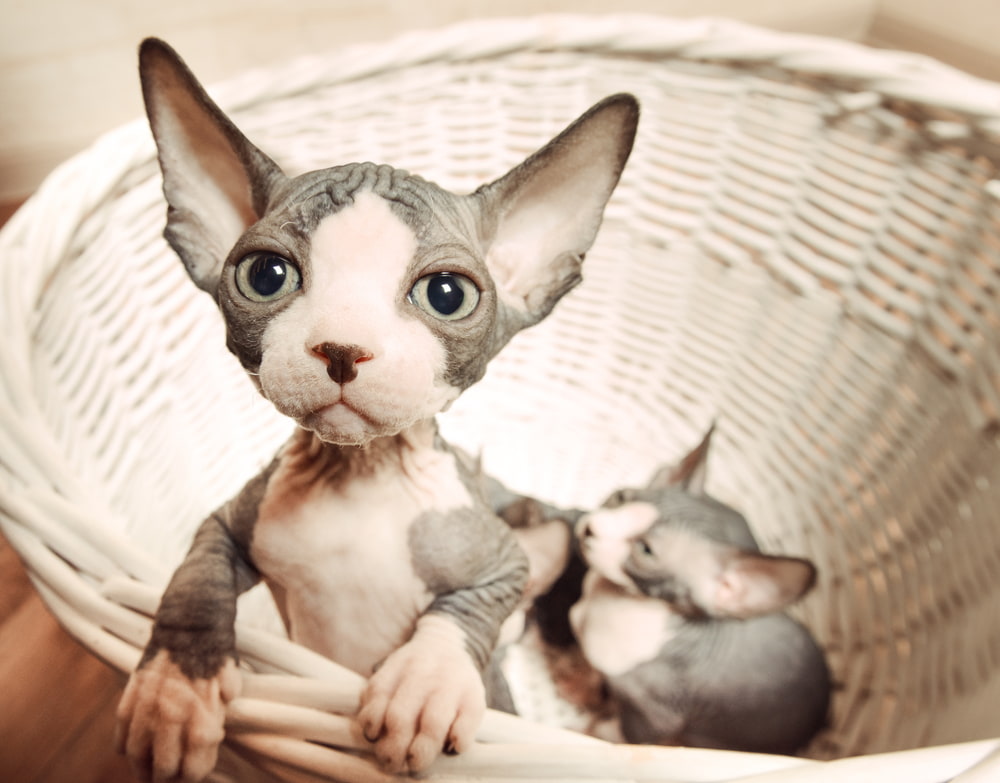 Sphynx kittens in basket