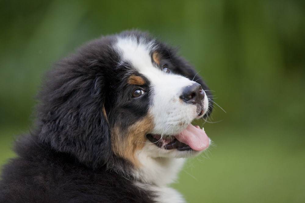 Bernese puppy looking back at camera