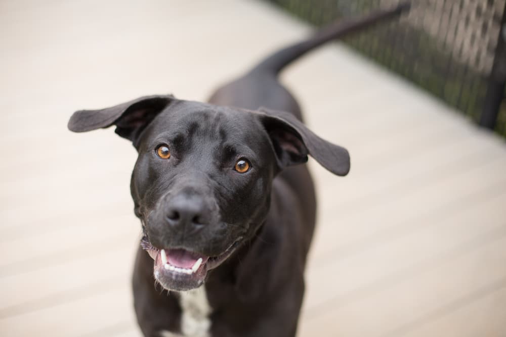 Dog looking at owner with wiggly tail