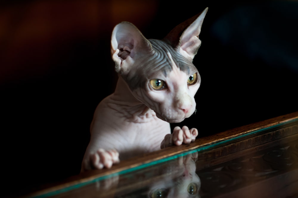 Mysterious Sphynx cat looking in mirror