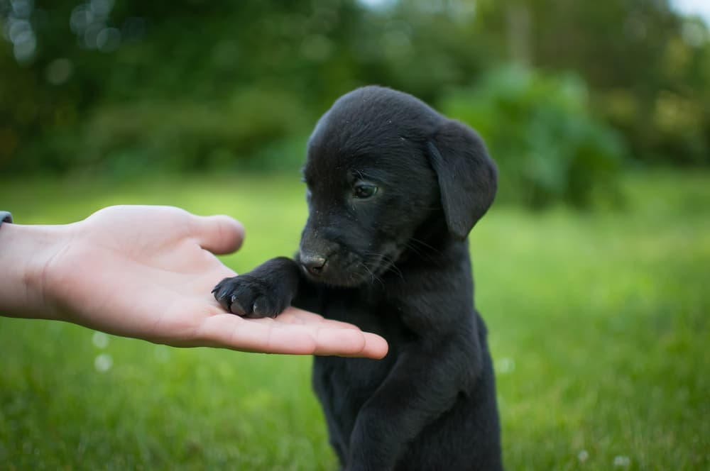 Black puppy pawing a hand