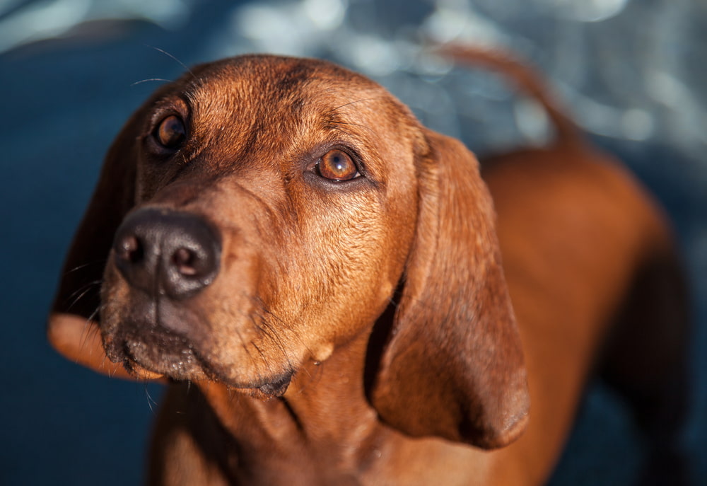 Male red dog in snow