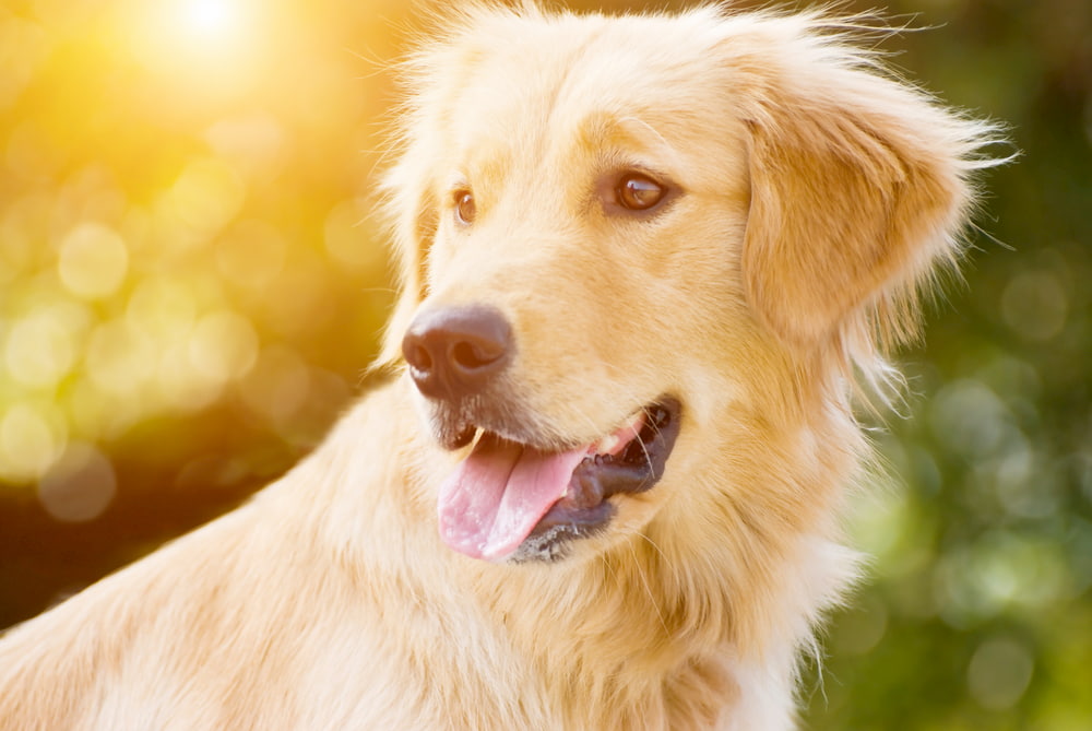 Female Golden Retriever outside with sun