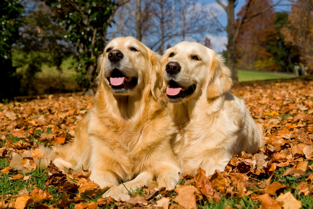 Two Golden Retrievers in pile of leaves