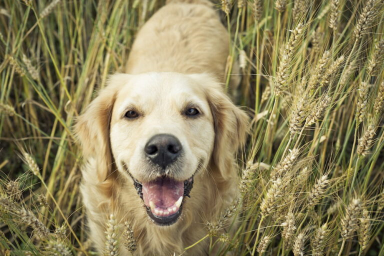 Golden Retriever in wheat field