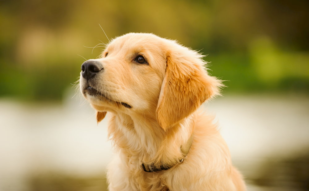 Close up of Golden Retriever puppy