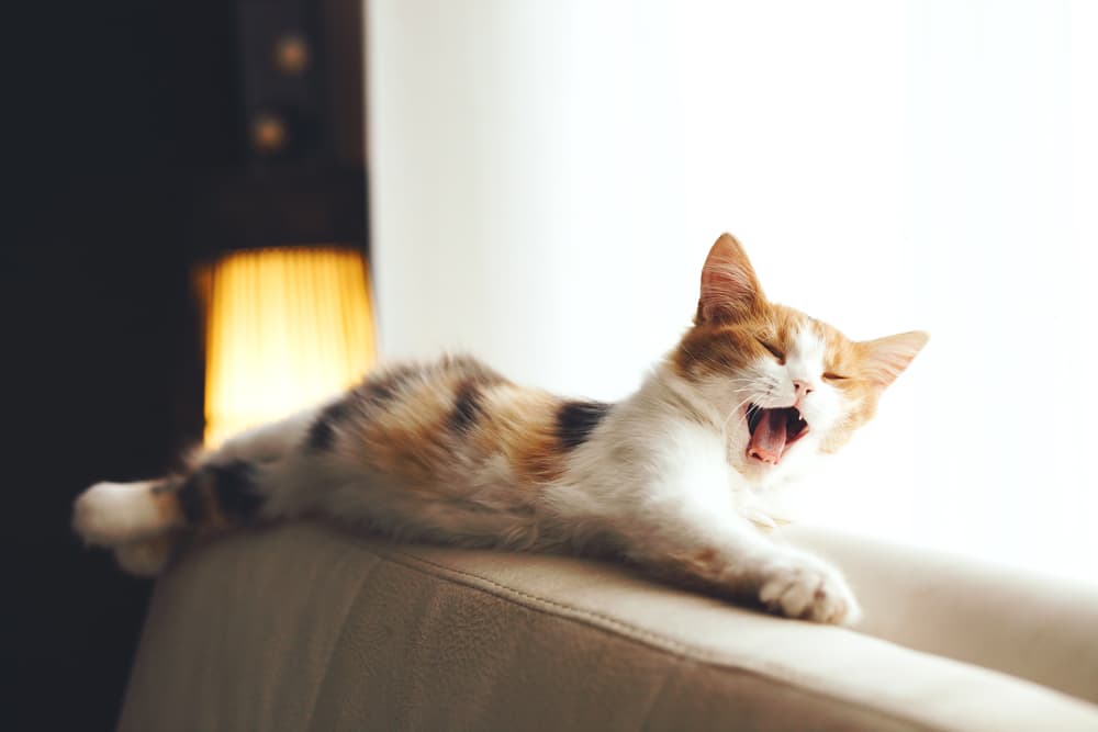 Coughing Cat: 11 Common Causes (and How to Help)
