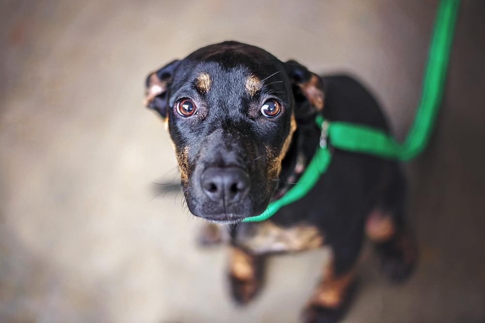 Fearful rescue dog looking at camera