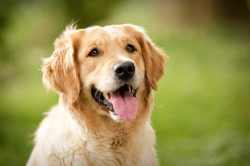 Golden Retriever dog breed smiling