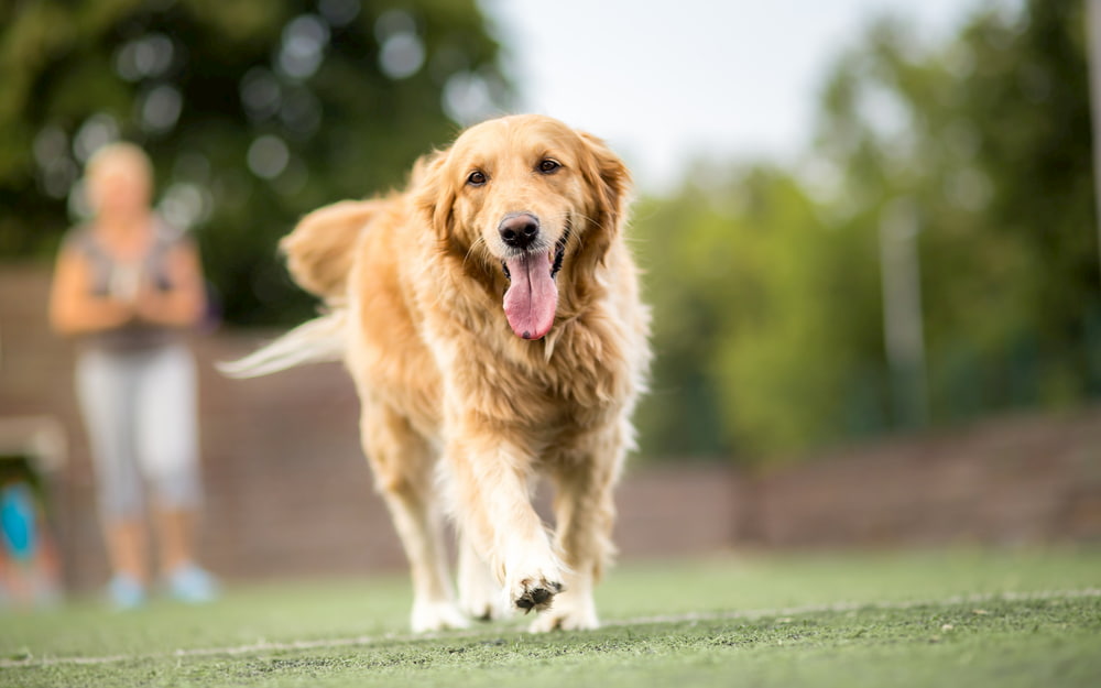 Senior Golden Retriever running