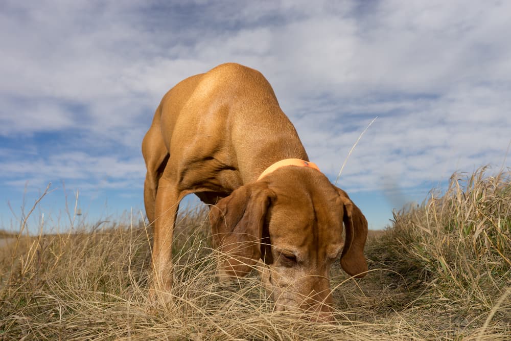 Why Do Dogs Eat Poop?