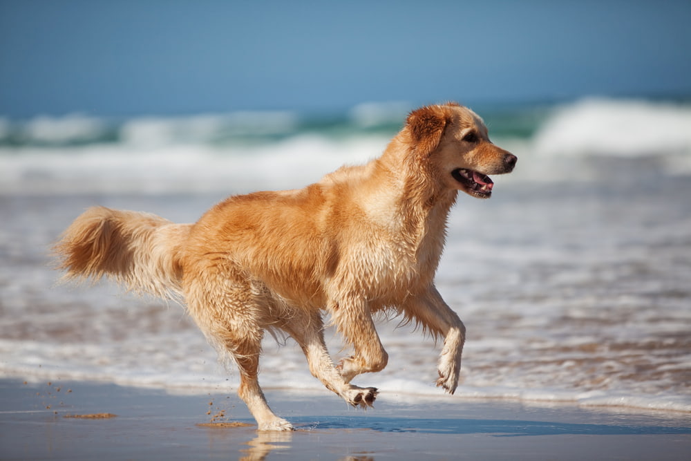 Active Golden Retriever running on beach