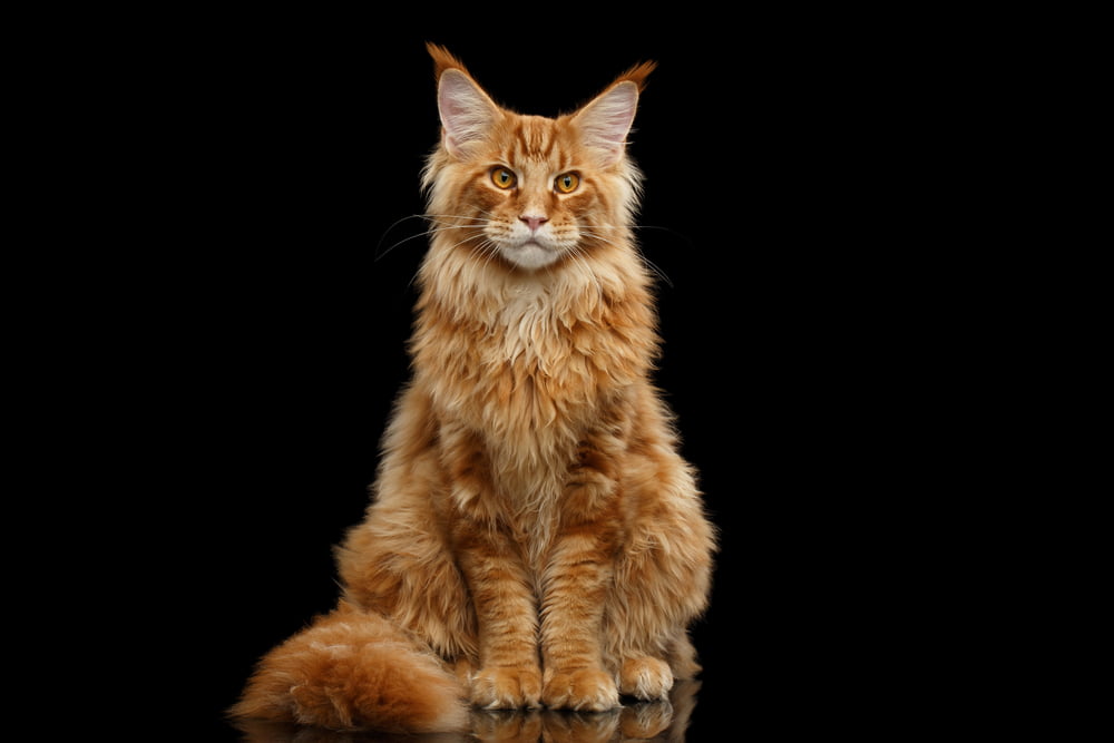 Portrait of orange Maine Coon