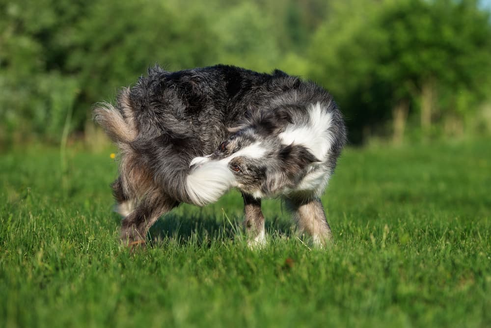 Dog chewing their tail outside