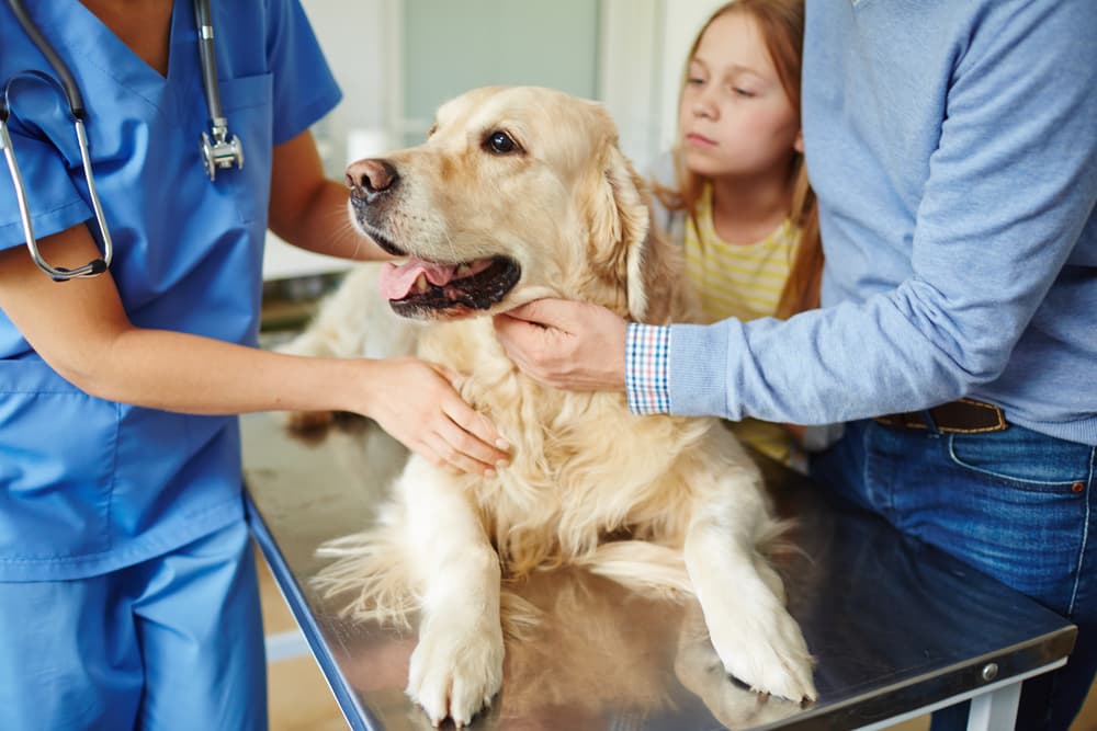 Dog at the vet