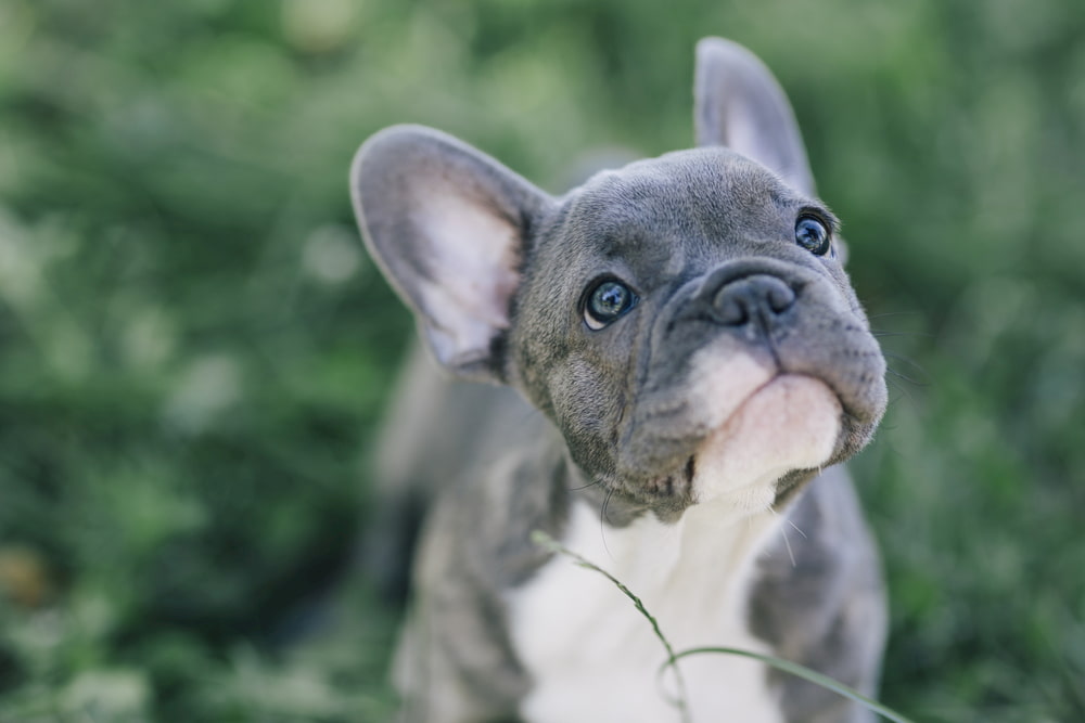 Blue French Bulldog puppy