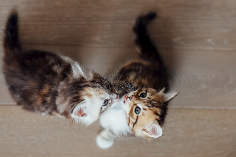 Two small cats meeting each other