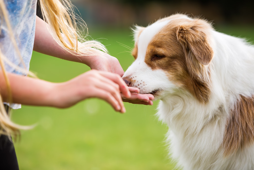 Vegan Dog Chews: What to Look For On the Label