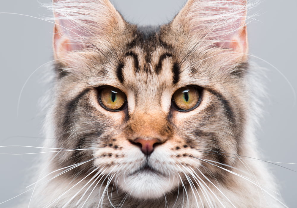 Closeup of Maine Coon cat face