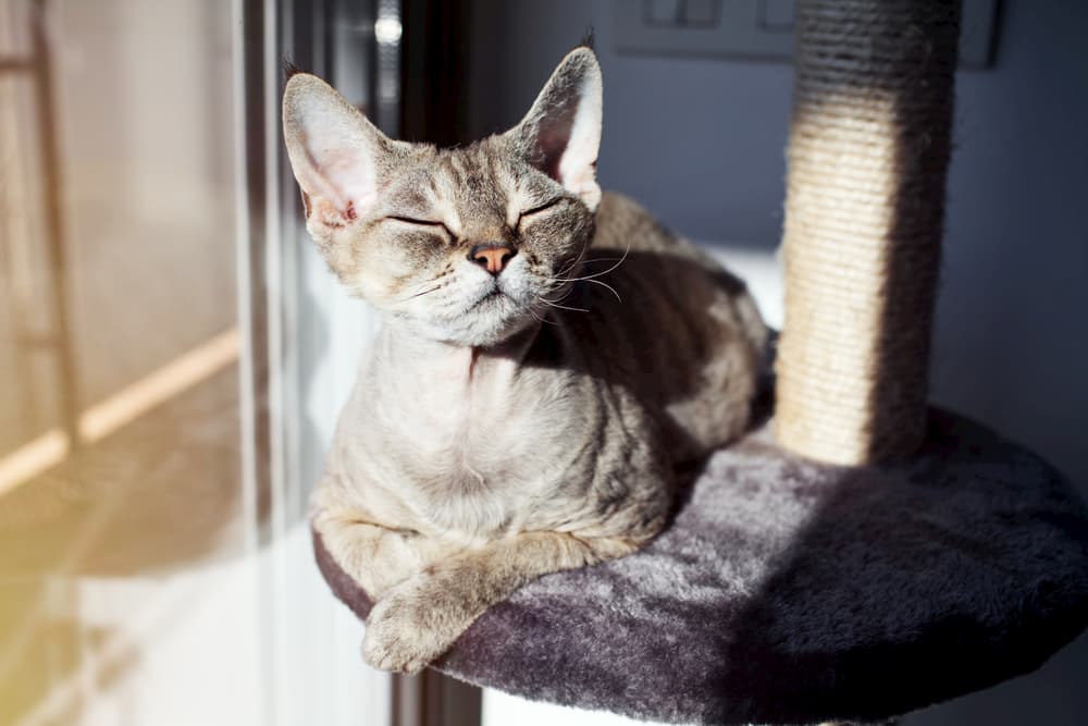 Cat perched on a cat tree happy in the sunlight